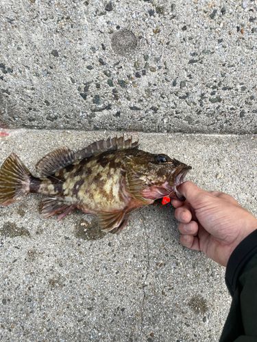 カサゴの釣果