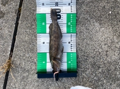 アイナメの釣果