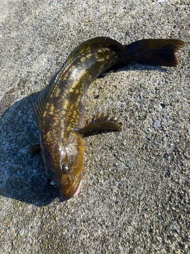 アイナメの釣果