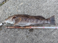 アイナメの釣果