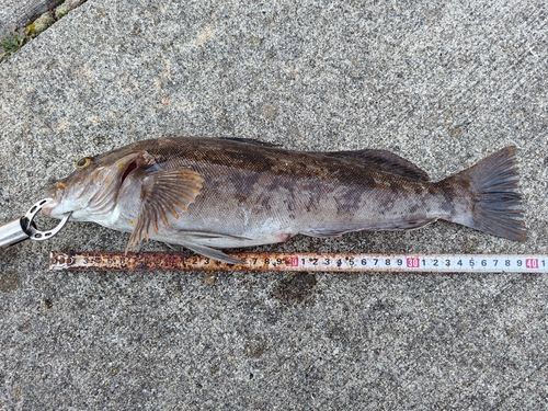 アイナメの釣果