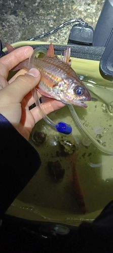 オオスジイシモチの釣果