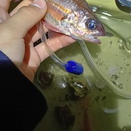 オオスジイシモチ