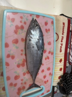 スマガツオの釣果