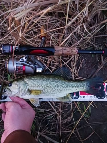 ラージマウスバスの釣果