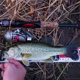 ラージマウスバス