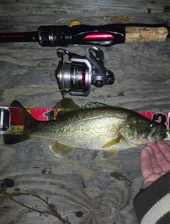 ラージマウスバスの釣果