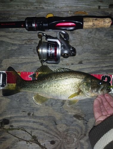 ラージマウスバスの釣果