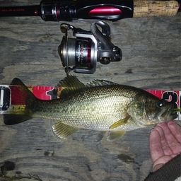 ラージマウスバス