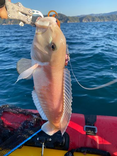シロアマダイの釣果