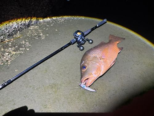 ゴマフエダイの釣果