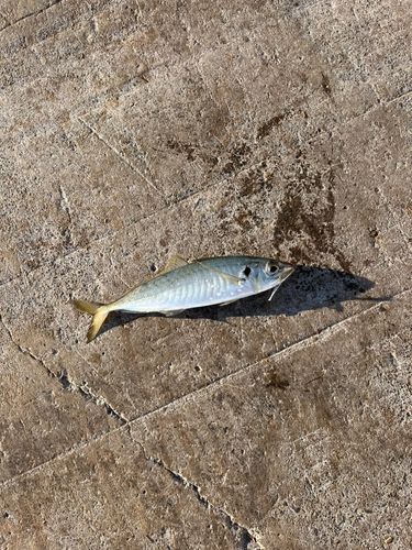 アオアジの釣果