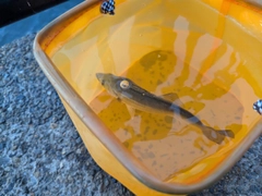 セイゴ（マルスズキ）の釣果