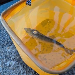 セイゴ（マルスズキ）