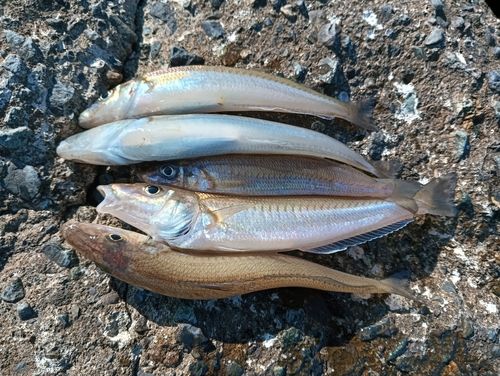 シロギスの釣果