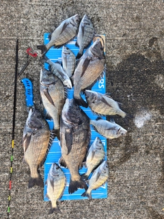 チヌの釣果