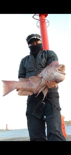 コブダイの釣果