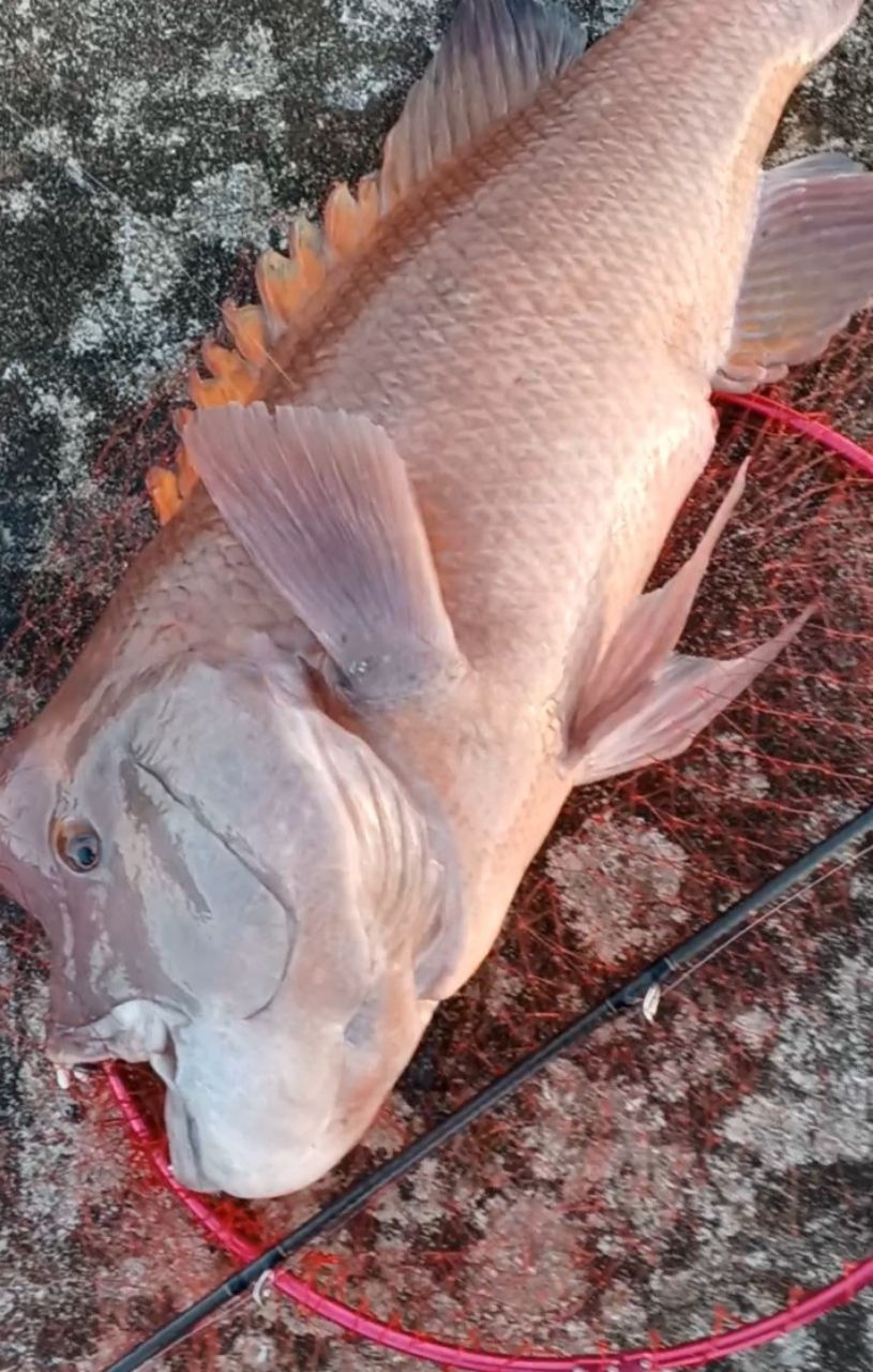 まっくす　さんの釣果 2枚目の画像