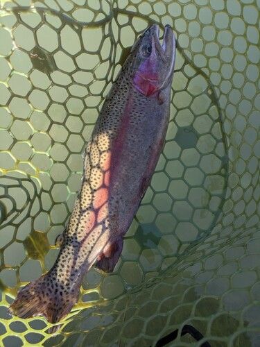 ニジマスの釣果