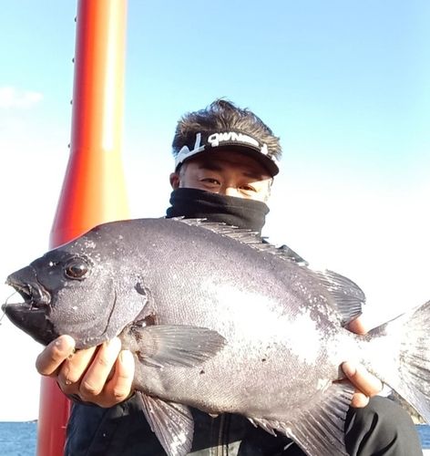 イシダイの釣果