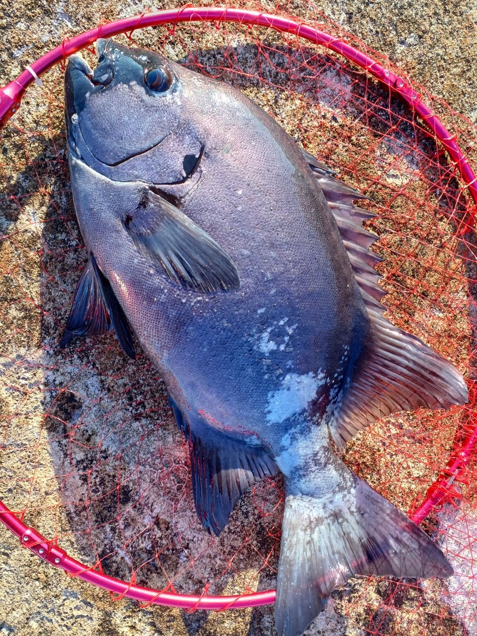 まっくす　さんの釣果 2枚目の画像