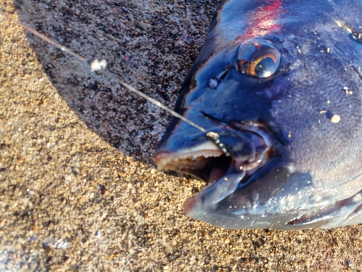 まっくす　さんの釣果 3枚目の画像