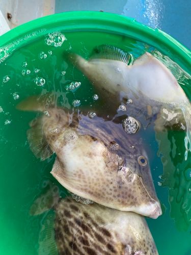 カワハギの釣果