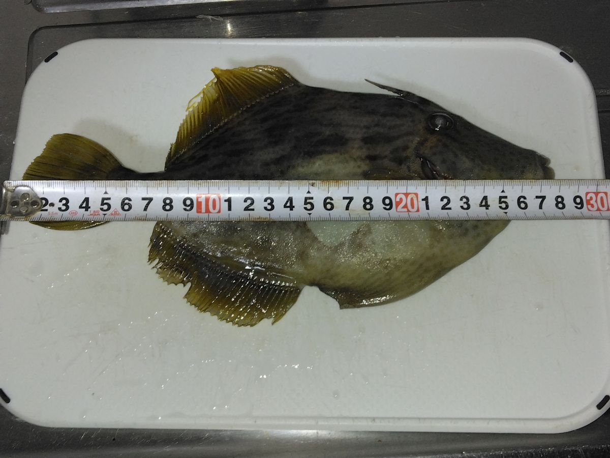 Guest53484357さんの釣果 2枚目の画像