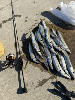 アカカマスの釣果