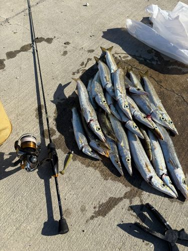 アカカマスの釣果
