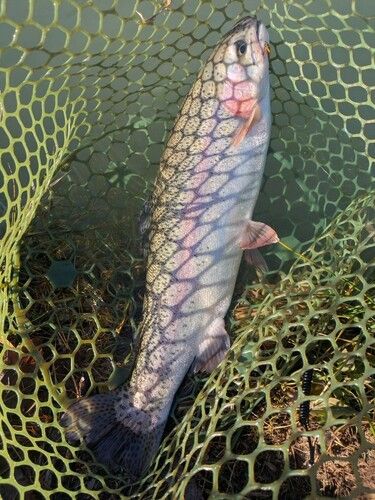 ニジマスの釣果