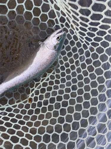 ニジマスの釣果