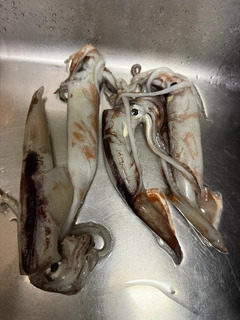 スルメイカの釣果
