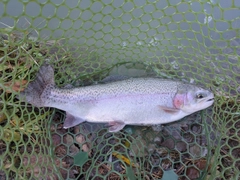 ニジマスの釣果