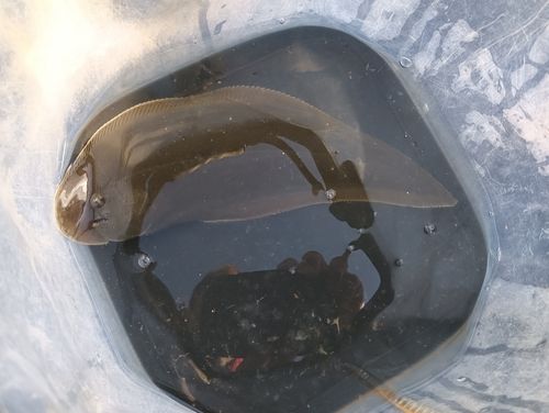 茅ヶ崎ヘッドランド