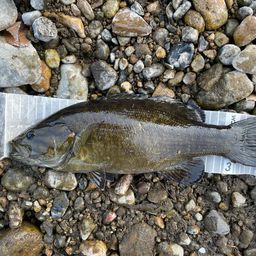 スモールマウスバス