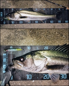 シーバスの釣果