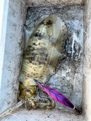 アオリイカの釣果