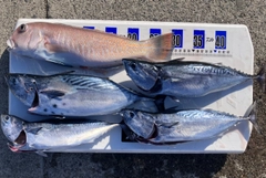 ヒラソウダの釣果