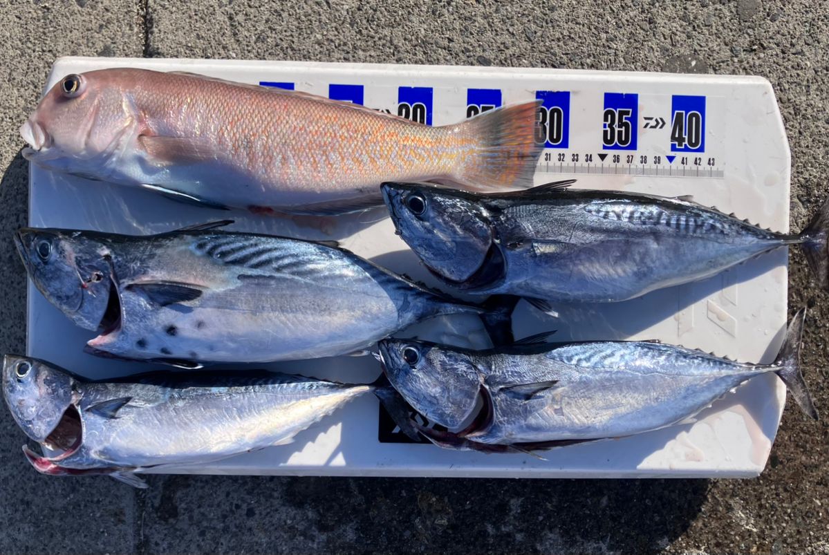 アングラーナーヒャンさんの釣果 1枚目の画像