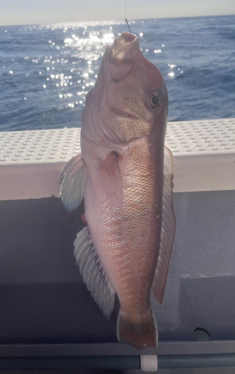 アングラーナーヒャンさんの釣果 2枚目の画像