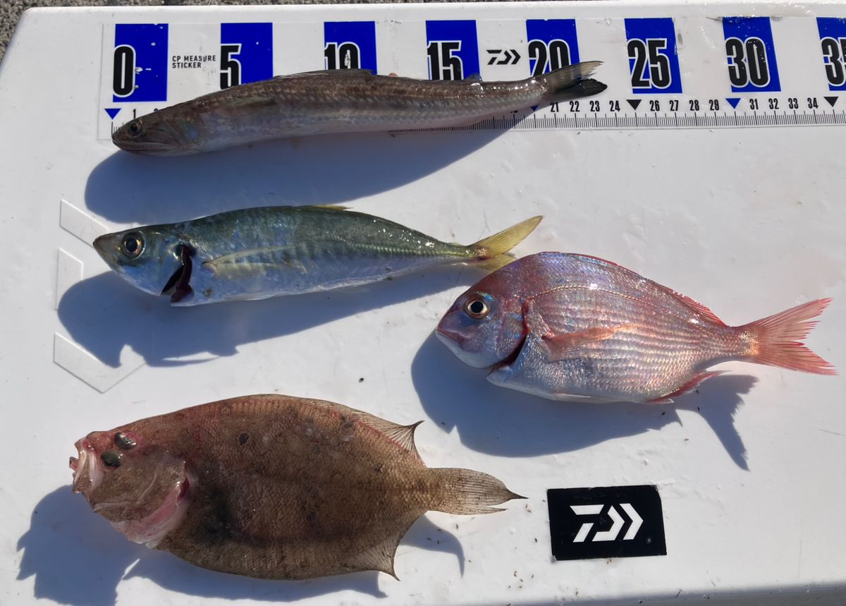 アングラーナーヒャンさんの釣果 3枚目の画像