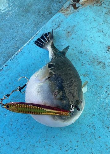 トラフグの釣果