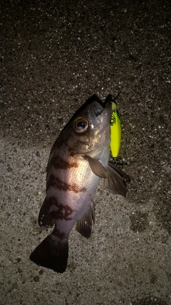 メバルの釣果