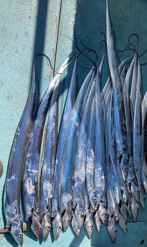 タチウオの釣果