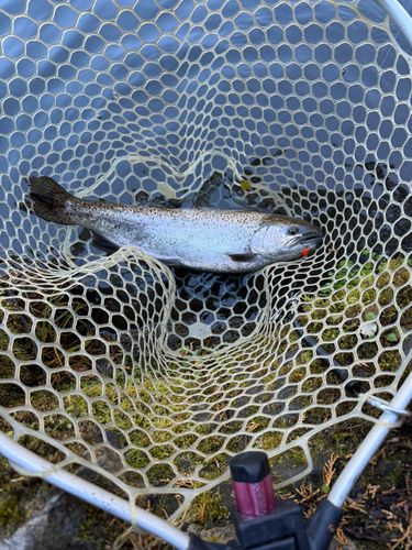 ニジマスの釣果