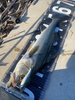 シーバスの釣果