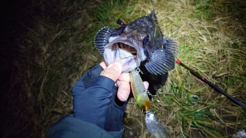 クロソイの釣果