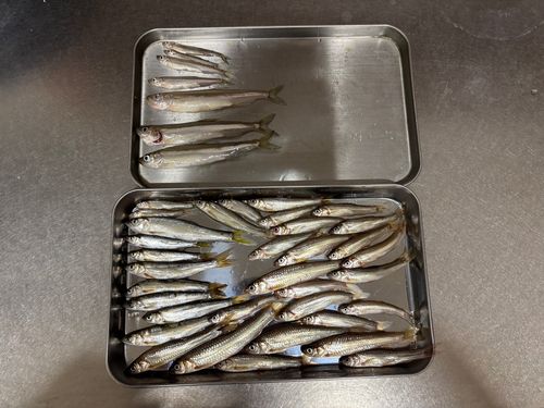 ワカサギの釣果