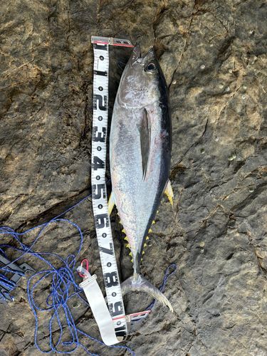 キハダマグロの釣果